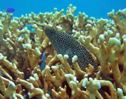 Spotted Morray by Chuck See 